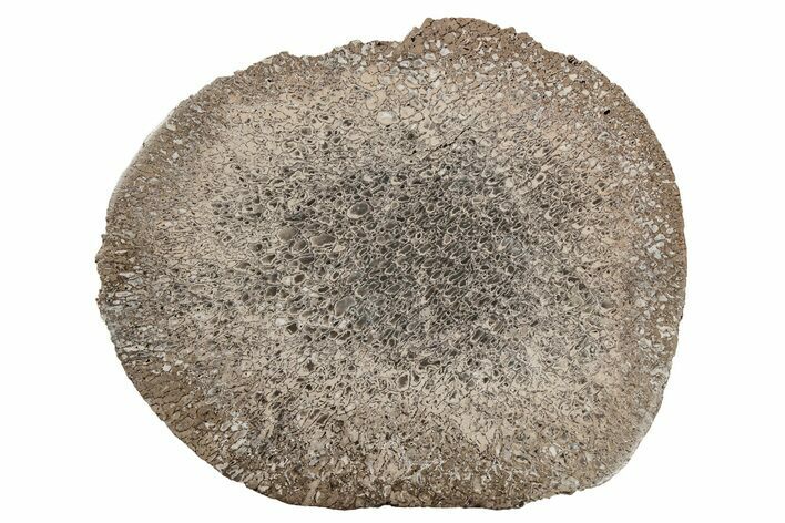 Polished Iguanodon Bone - Isle Of Wight #210349